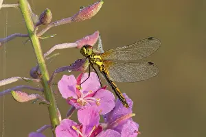 Dragonflies: Black Darter - female dragonfly covered in dew while