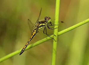 Abdomen: Black Darter - female eating prey perched on rush