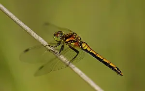 Abdomen: Black Darter - female perched on rush near to pond - Summer