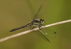 Abdomen: Black Darter - male perched on rush near to pond - Summer