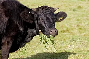 Thistles: Black Dexter Cow eating thistles in field