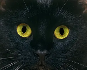 Eyesight: BLACK DOMESTIC CAT, CLOSE-UP OF EYES
