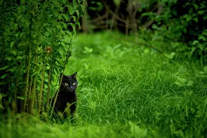 Catus: Black domestic cat (Felis catus) in meadow, Mindelheim