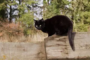 Vulkaneifel: Black domestic cat sitting on a wooden fence, Vulkaneifel