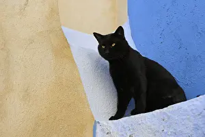 Stair: Black Domestic Cat on staircase Cyclades islands Greece