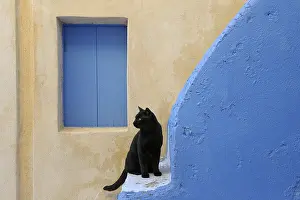 Stair: Black Domestic Cat on staircase Cyclades islands Greece
