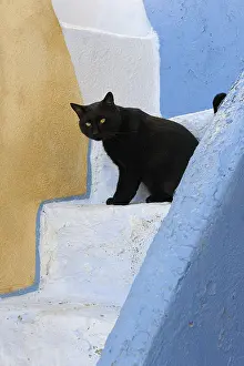 Stair: Black Domestic Cat on staircase Cyclades islands Greece