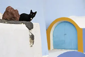 Santorin: Black Domestic Cat on a wall Cyclades islands Greece