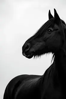 Innsbruck: Black domestic horse (Equus caballus) in a meadow