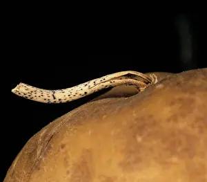 Stolon: Black dot on potato