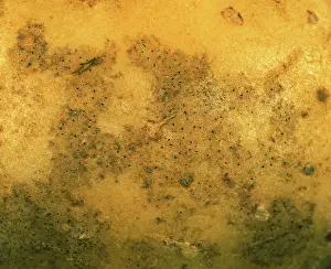 Peel: Black dot pycnidia on potato