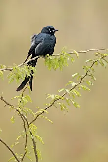 Drongo: Black Drongo
