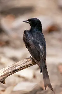 Drongo: Black Drongo