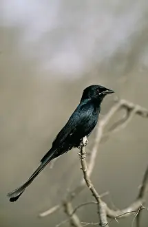 Drongo: Black DRONGO