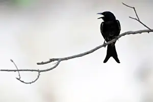 Drongo: Black Drongo