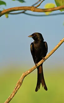 Drongo: Black Drongo
