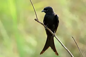 Drongo: Black Drongo Bird