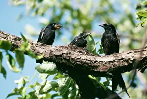 Drongo: BLACK DRONGO - & FLEDGLINGS