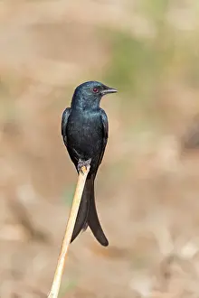 Drongo: Black Drongo - perched