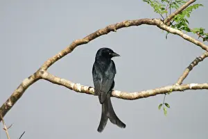 Drongo: Black Drongo - Perched on branch