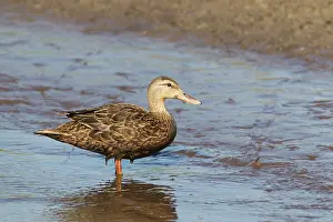 Rubripes: Black Duck