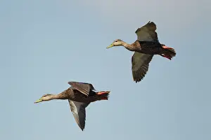 Rubripes: Black Duck - in flight