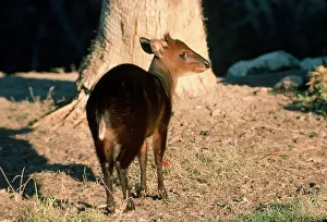 Duiker: Black Duiker - Male
