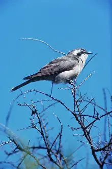 Graeme Chapman: Black-eared Cuckoo