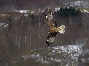 Lineatus: Black eared Kite