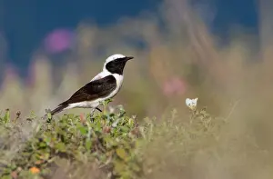 Lesbos: Black-eared Wheatear
