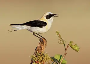 Wheatears: Black-eared Wheatear - adult singing on a branch