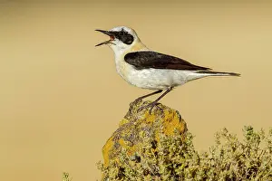 Wheatears: Black-eared Wheatear - adult singing on a rock