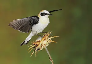 Wheatears: Black-eared Wheatear- adult on a thistle