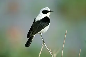 Hispanica: Black-eared Wheatear - male