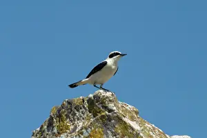 Wheatears: Black-eared Wheatear, perched - Male among the