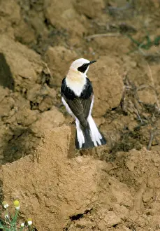 R T Smith: Black-eared Wheatear - rear view of male