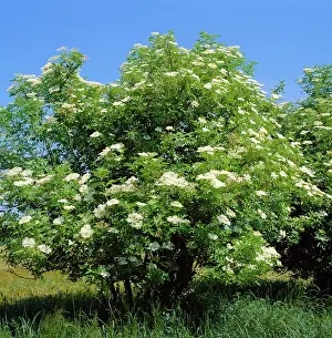Karin Laub: Black Elder