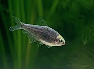 Tetra: Black emperor tetra - side view, tropical freshwater