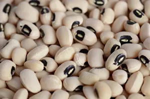 Beans: Black Eyed Bean