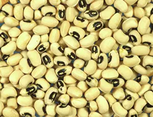 Peas: Black-eyed beans (Vigna unguiculata)