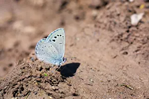 Melanops: Black Eyed Blue Butterfly - summer