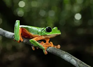 Selva: Black-eyed frog (Agalychnis moreletii) endangered