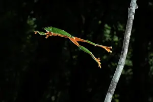 Selva: Black-eyed frog (Agalychnis moreletii) jumping from