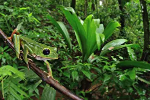 Treefrogs: Black-eyed Monkey Treefrog (Phyllomedusa camba)