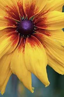 Rudbeckia: Black-eyed Susan