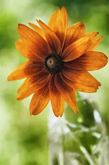Rudbeckia: Black-eyed Susan