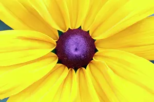 Rudbeckia: Black-eyed Susan - detailed study of flower head