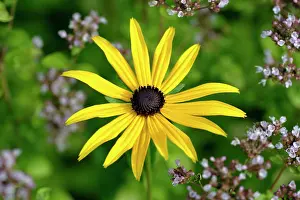 Rudbeckia: Black-eyed Susan - flower in garden
