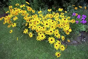 Rudbeckia: Black-eyed Susan - flowering in garden