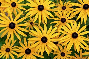 Rudbeckia: Black-eyed Susan - flowers in garden